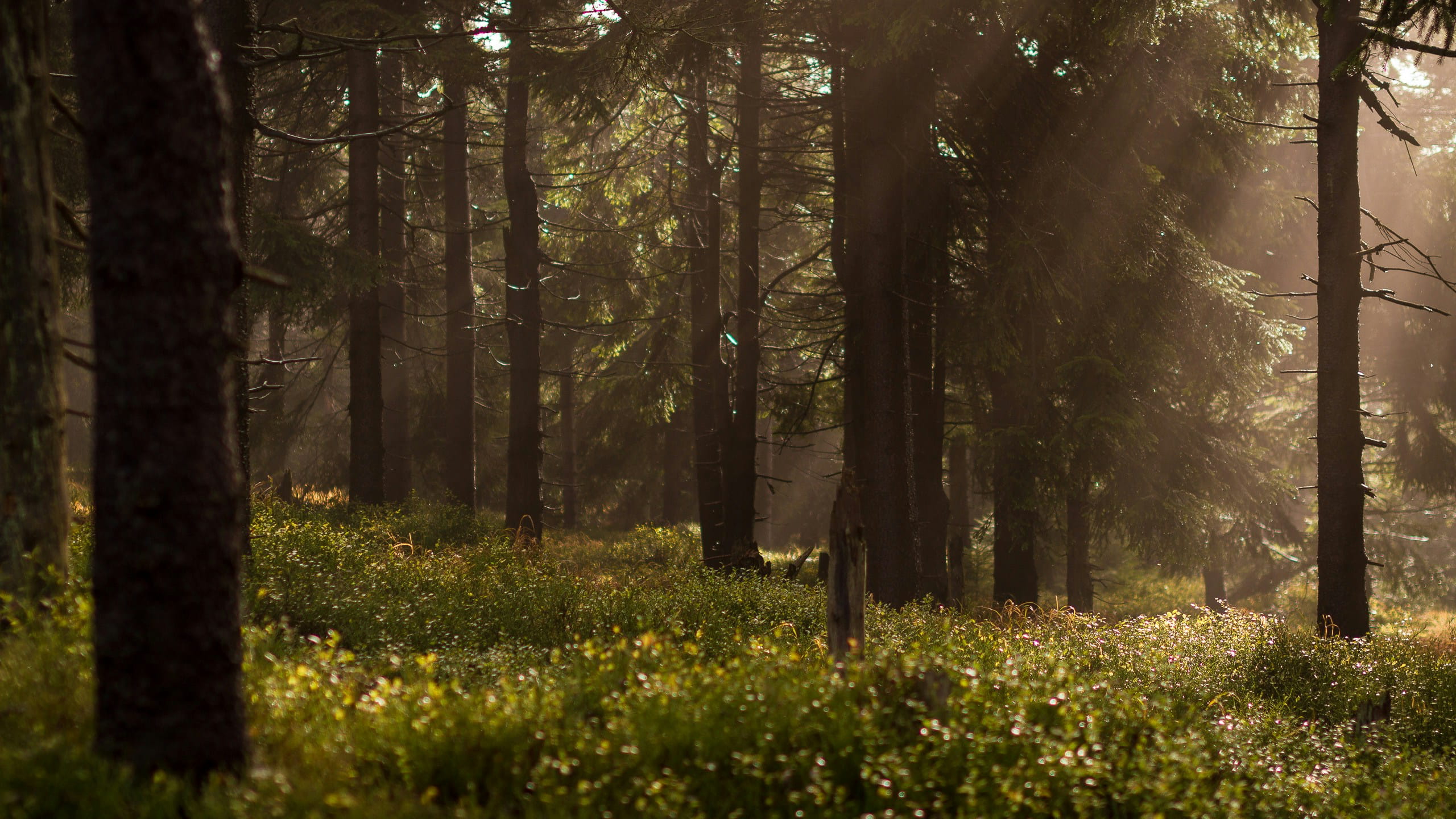 Breathtaking wide-angle view of a misty valley forest at dawn with soft golden sunlight filtering through ancient trees
